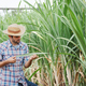 Young farmer checking  sugarcane field examining crop  before harvest. - PhotoDune Item for Sale