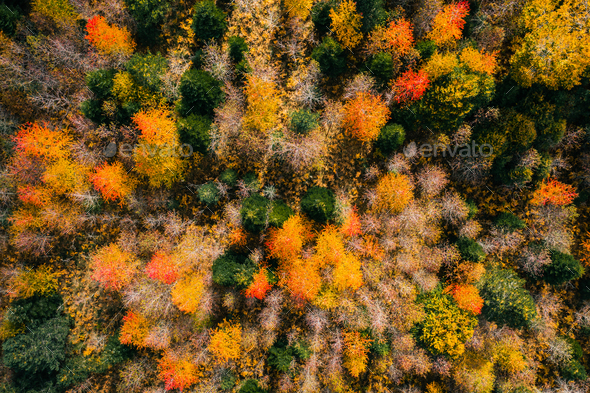 Autumn colors of trees in the mountain of Europe Stock Photo by ...