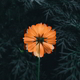 Cosmos single flower against dark background - PhotoDune Item for Sale