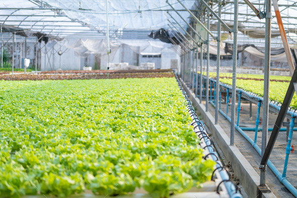 Greener Crop | Hydroponic Farm Management