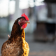 Free range brown chicken on rural backyard - PhotoDune Item for Sale