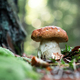 Big white mushroom in autumn forest - PhotoDune Item for Sale