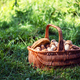 Basket with edible white mushrooms in green grass - PhotoDune Item for Sale