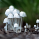 Beautiful macro shot of a family of small white mushrooms - PhotoDune Item for Sale
