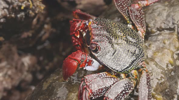 Close Up of Red Crabs on Rocks alt