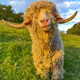 Angora goats in the field - PhotoDune Item for Sale