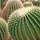 Group of round cactuses - PhotoDune Item for Sale