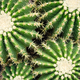 Group of round cactuses - PhotoDune Item for Sale