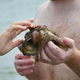 Petting a common Atlantic octopus (octopus vulgaris) that was hiding in a whelk shell on Cape Lookou - PhotoDune Item for Sale