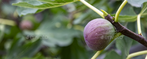 Figs on a branch. Garden plants. Ripe green red fig in a garden or farm - Stock Photo - Images