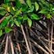 Stilt or prop roots of mangrove trees with green leaves on the mangrove forest. Mangrove aerial root - PhotoDune Item for Sale