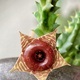 Fresh bloom of Huernia zembrina (owl eyes cactus) - PhotoDune Item for Sale