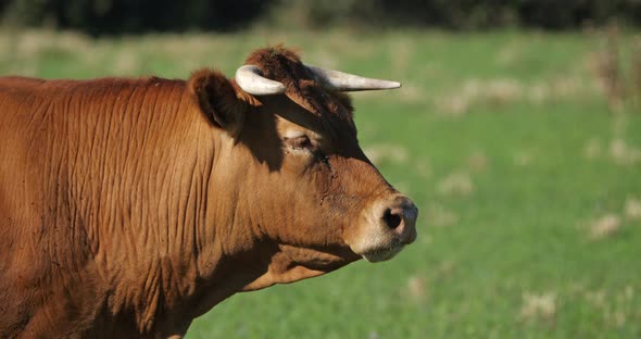 Male of the limousin cattle. The limousin is a French breed of beef cattle. alt