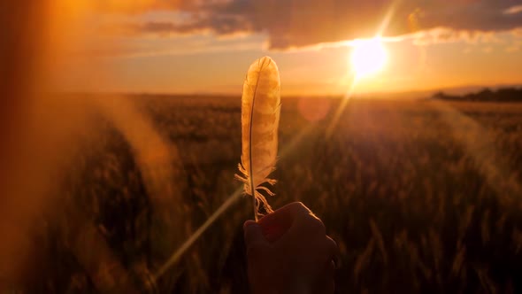 Woman hands playing with a bird's feather against the setting sun