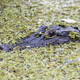 Alligator in the water - PhotoDune Item for Sale