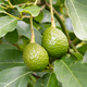 Close up of two fresh avocado growing on tree - PhotoDune Item for Sale