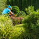 Professional Gardener Trimming Coniferous Tree - PhotoDune Item for Sale
