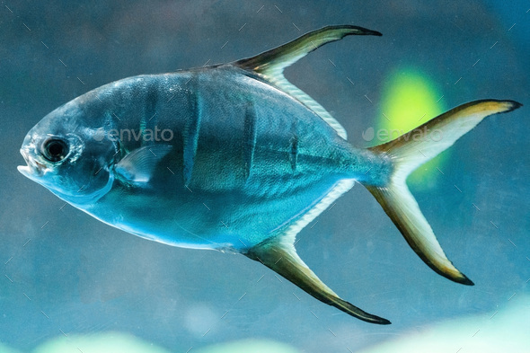 Trachinotus blochii or snubnose pompano. Pompanos are marine fishes in the genus Trachinotus - Stock Photo - Images