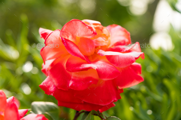 Rose flower in the garden of roses, English roses