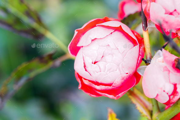 Rose flower in the garden of roses, English roses