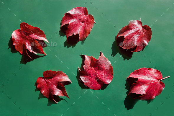 Red decorative wild grape leaves on green. Decorative fox grape autumn fallen leaf. Parthenocissus