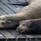 Sea lions. Pier 39. Fisherman&#39;s Wharf. San Francisco, California, USA - PhotoDune Item for Sale