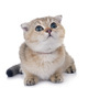 scottish fold kitten in studio - PhotoDune Item for Sale