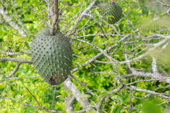 soursop hanging from the tree with mite infestation. black spots on the skin of the fruit