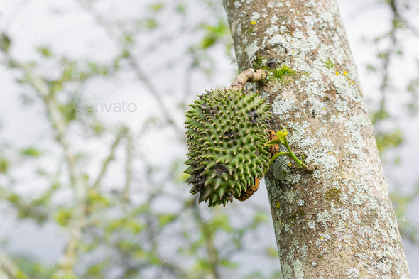 soursop (guanábana) hanging from the tree with mite infestation black spots on the skin of the fruit