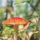 Red mushroom in the forest  - PhotoDune Item for Sale