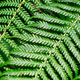 Sphaeropteris cooperi or Cyathea cooperi lacy tree fern, scaly tree fern - PhotoDune Item for Sale