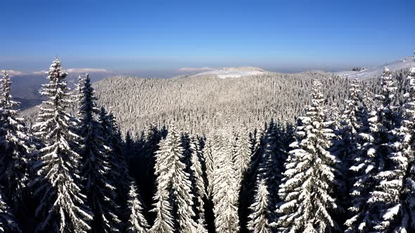 Fly near Spruce covered Snow. Aerial Drone view of Winter Forest in the Mountains.  alt