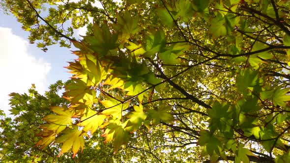 Bright Green Leaves of Maple