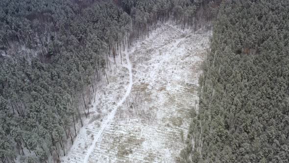 Deforestation Zone in Pine Coniferous Forest on Winter Day at Snowy Weather  Drone Orbiting Shot alt