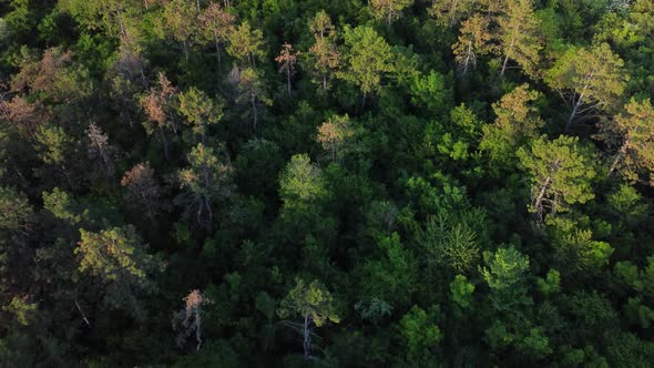 Aerial top view of summer green trees in forest. Drone photography