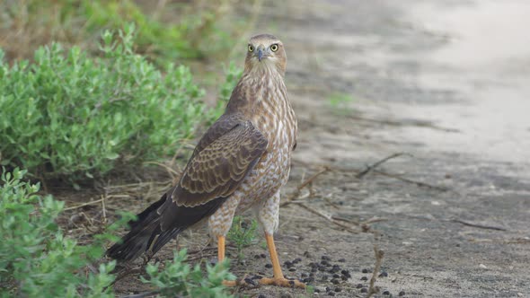 African Goshawk (Accipiter Tachiro) In Central Kalahari Game Reserve, Botswana. Close Up alt