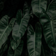 Dense dark green leaves in garden at night. Green leaf texture. Ornamental plant. Green leaves  - PhotoDune Item for Sale