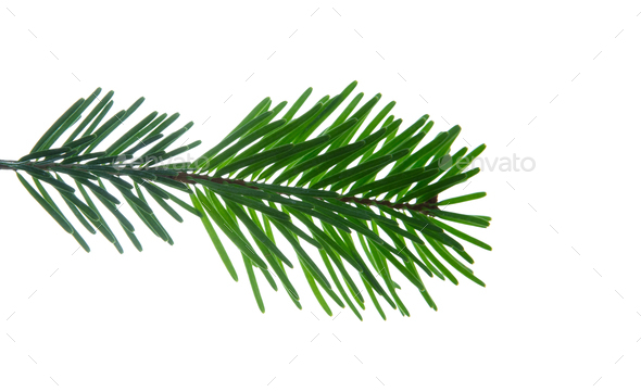 Christmas tree border isolated on white transparent, Xmas spruce, green fir pine  branch Stock Photo by rawf8