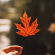 Red dry maple leaf in a female hand in front of the window - PhotoDune Item for Sale