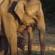 Family of Elephants on the Road During Safari Tour. Uda Walawe Sri Lanka - PhotoDune Item for Sale