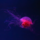Fluorescent Lion&#39;s Mane Jellyfish Swimming Underwater Aquarium Pool With Red Neon Light. - PhotoDune Item for Sale