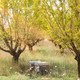 Beehives in the fruits tree garden in Provence, France - PhotoDune Item for Sale
