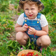 A child eats strawberries in the garden. Selective focus. - PhotoDune Item for Sale