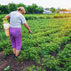 An old woman treats potatoes from pests. Selective focus. - PhotoDune Item for Sale