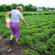 An old woman treats potatoes from pests. Selective focus. - PhotoDune Item for Sale