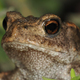 European toad (Bufo bufo) - PhotoDune Item for Sale