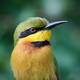 Little bee-eater (Merops pusillus) - PhotoDune Item for Sale