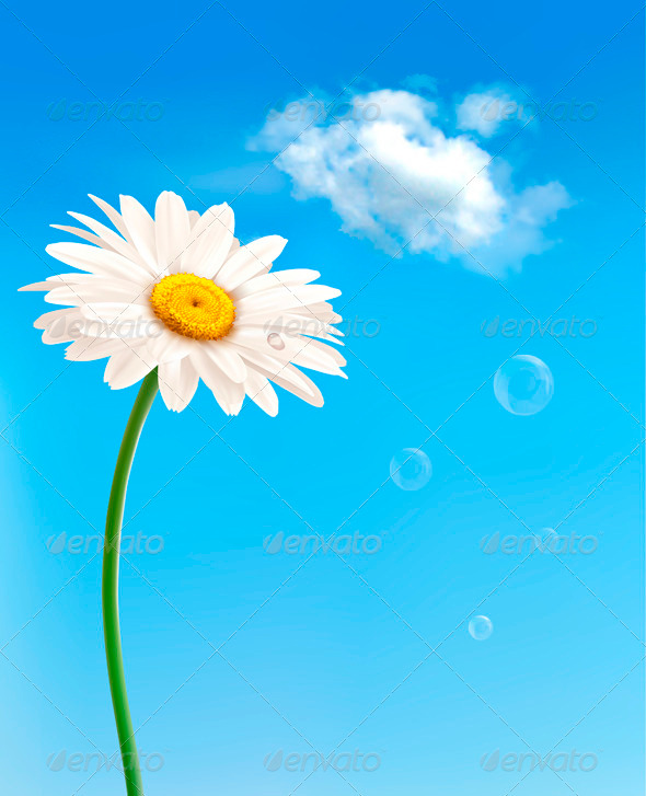 Beautiful White Daisy in Front of the Blue Sky - Flowers & Plants Nature