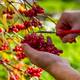 Red autumn viburnum in hands. Picking red viburnum in autumn - PhotoDune Item for Sale