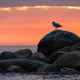 Seagull on a rock at West Coast of Pacific Ocean. Stanley Park, Downtown Vancouver, BC, Canada - PhotoDune Item for Sale